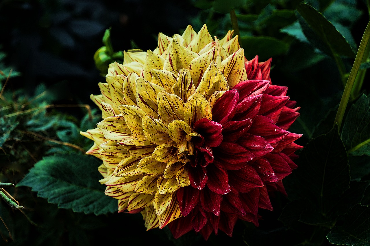 Image - flower dahlia flower garden