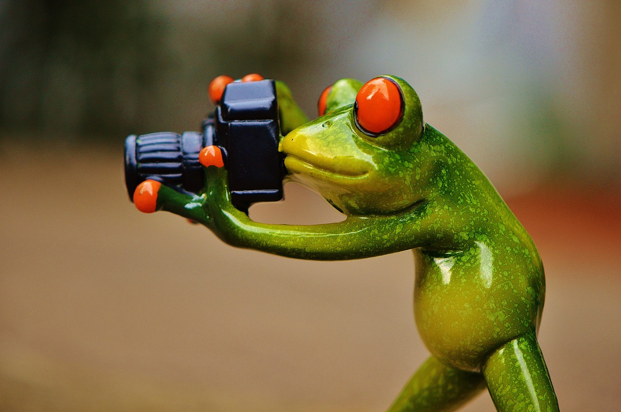 Image - frog photographer funny fun camera