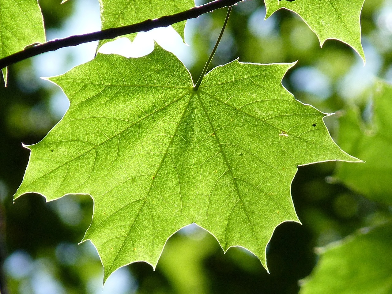 Image - maple leaf green maple leaf tree