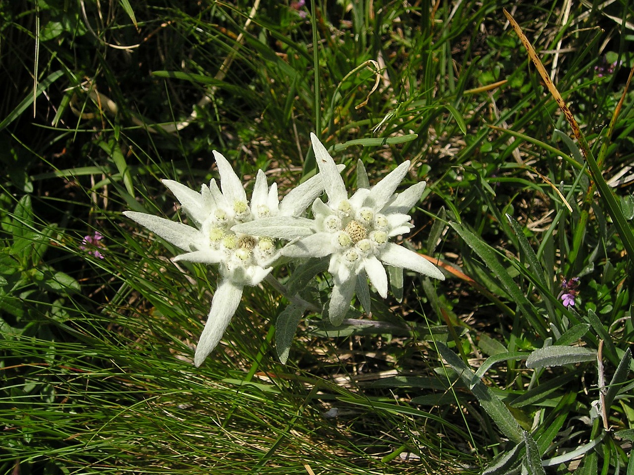 Image - edelweiss flower mountains alpine