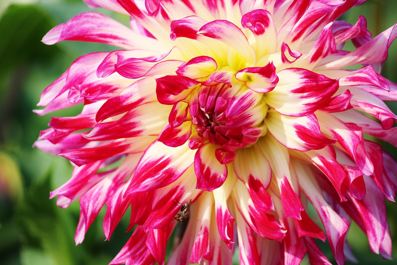 Image - aster flower bloom plant blossom