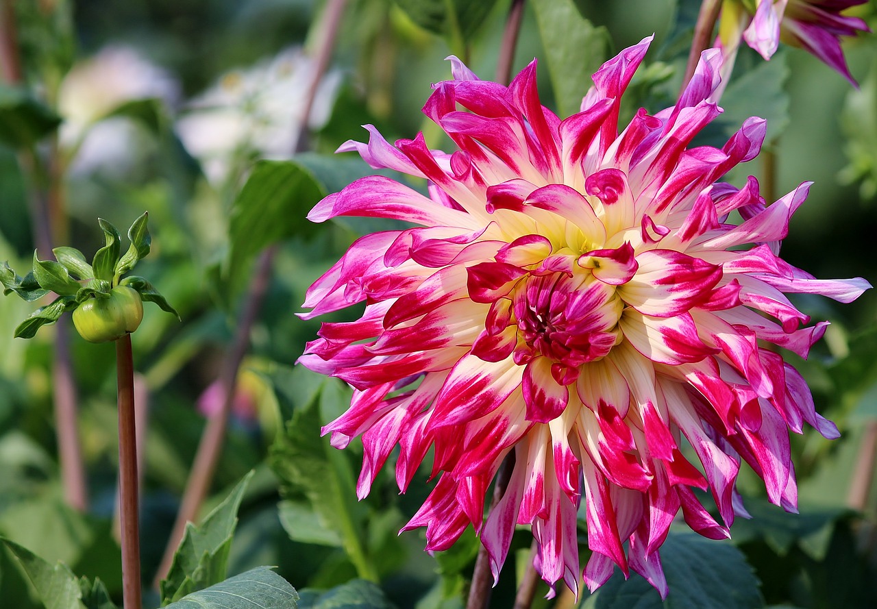 Image - asters flowers field sale