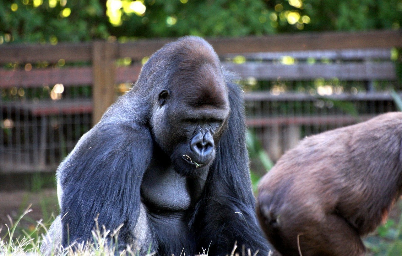 Image - gorilla monkey apes sitting