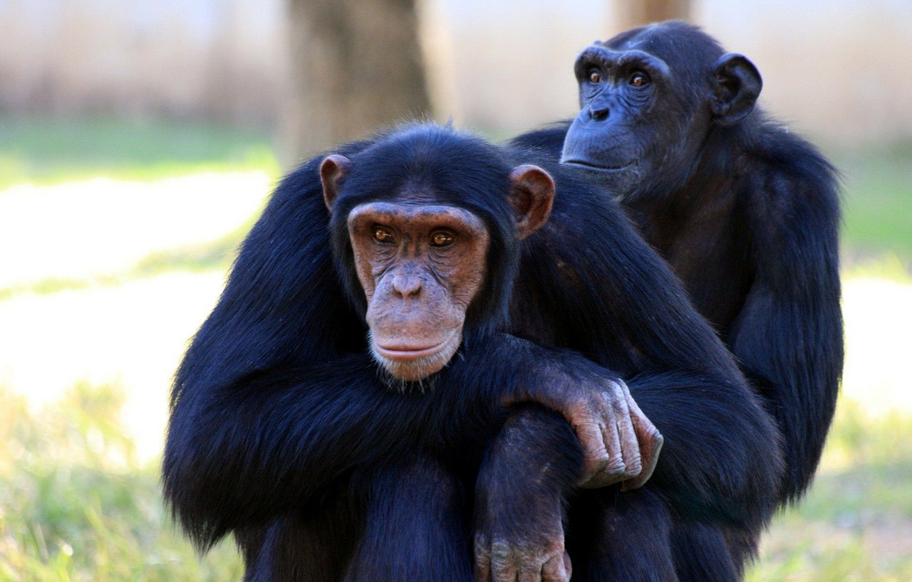 Image - chimpanzee monkey apes sitting