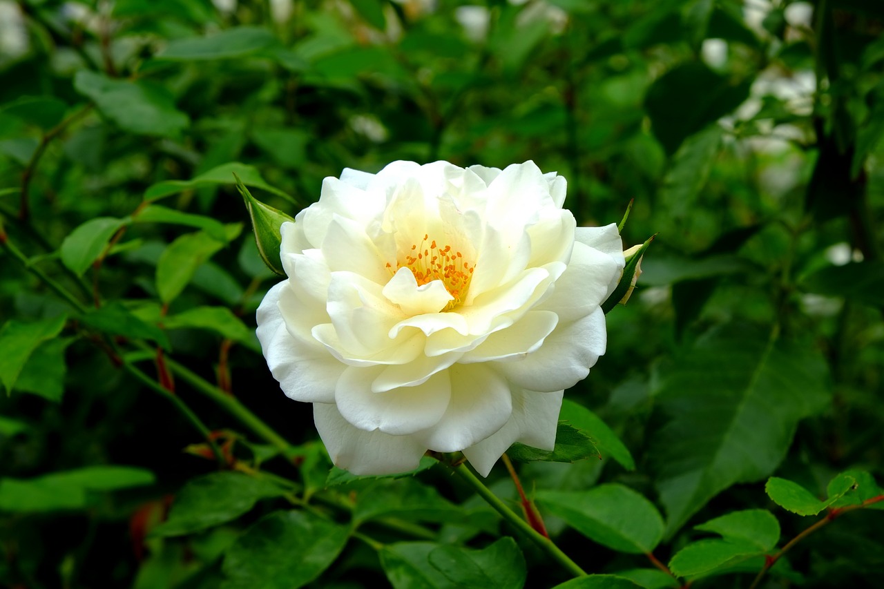 Image - rose white rose white flower
