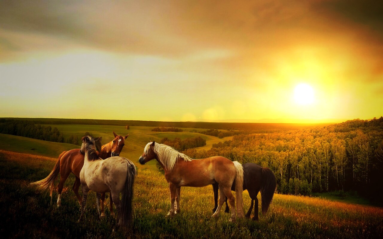 Image - horses sun forest way mountains