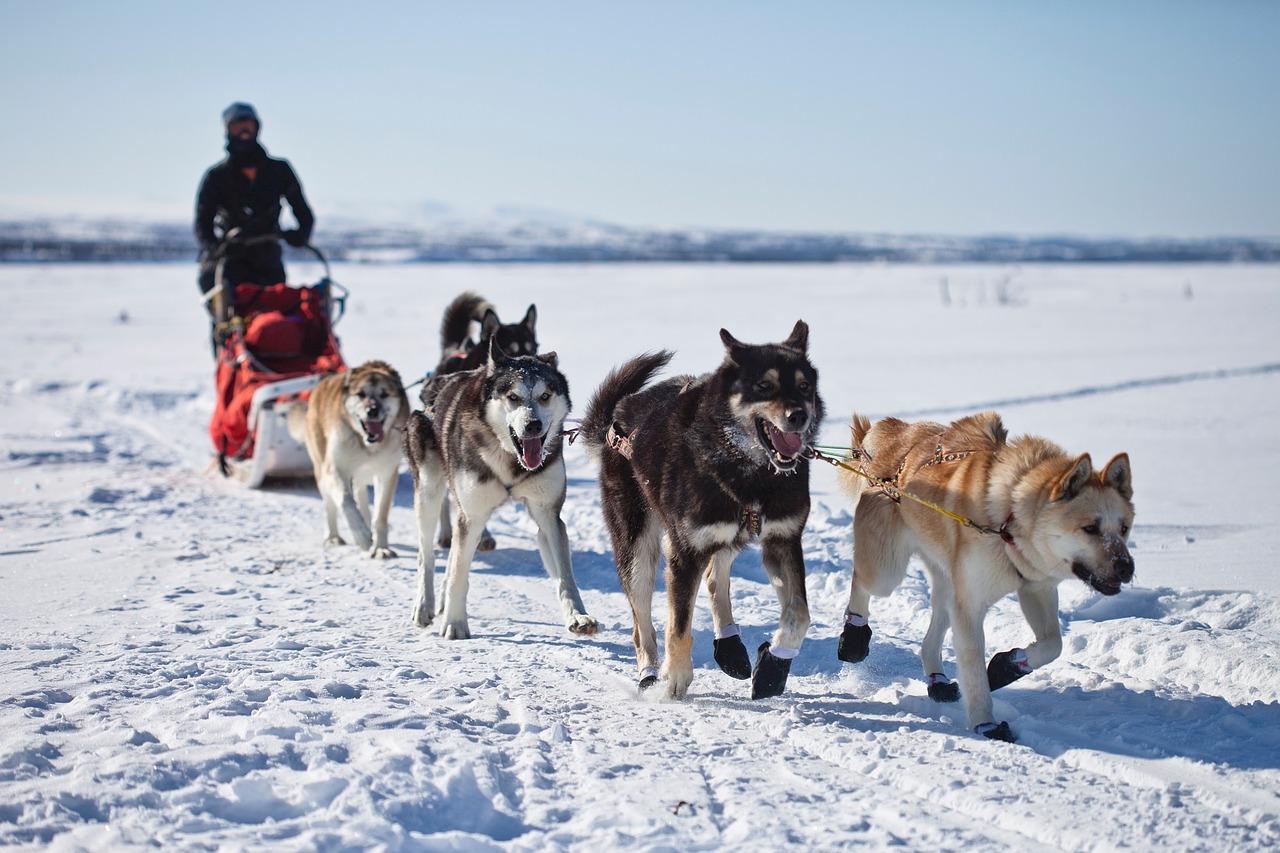 Image - dogs sled team dogsled teamwork