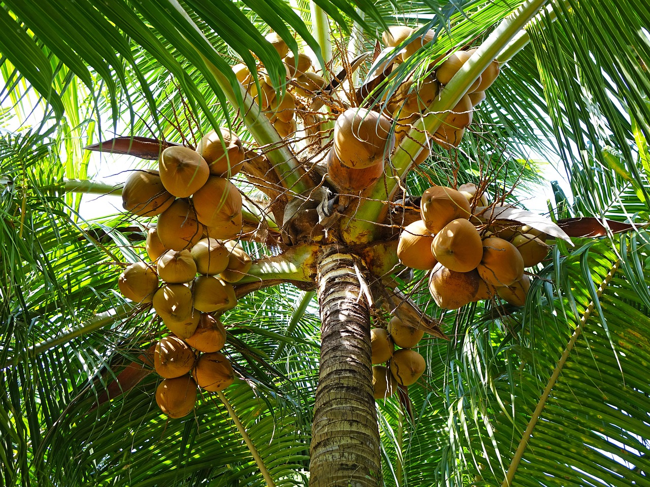 Image - coconuts palm tree green leaves