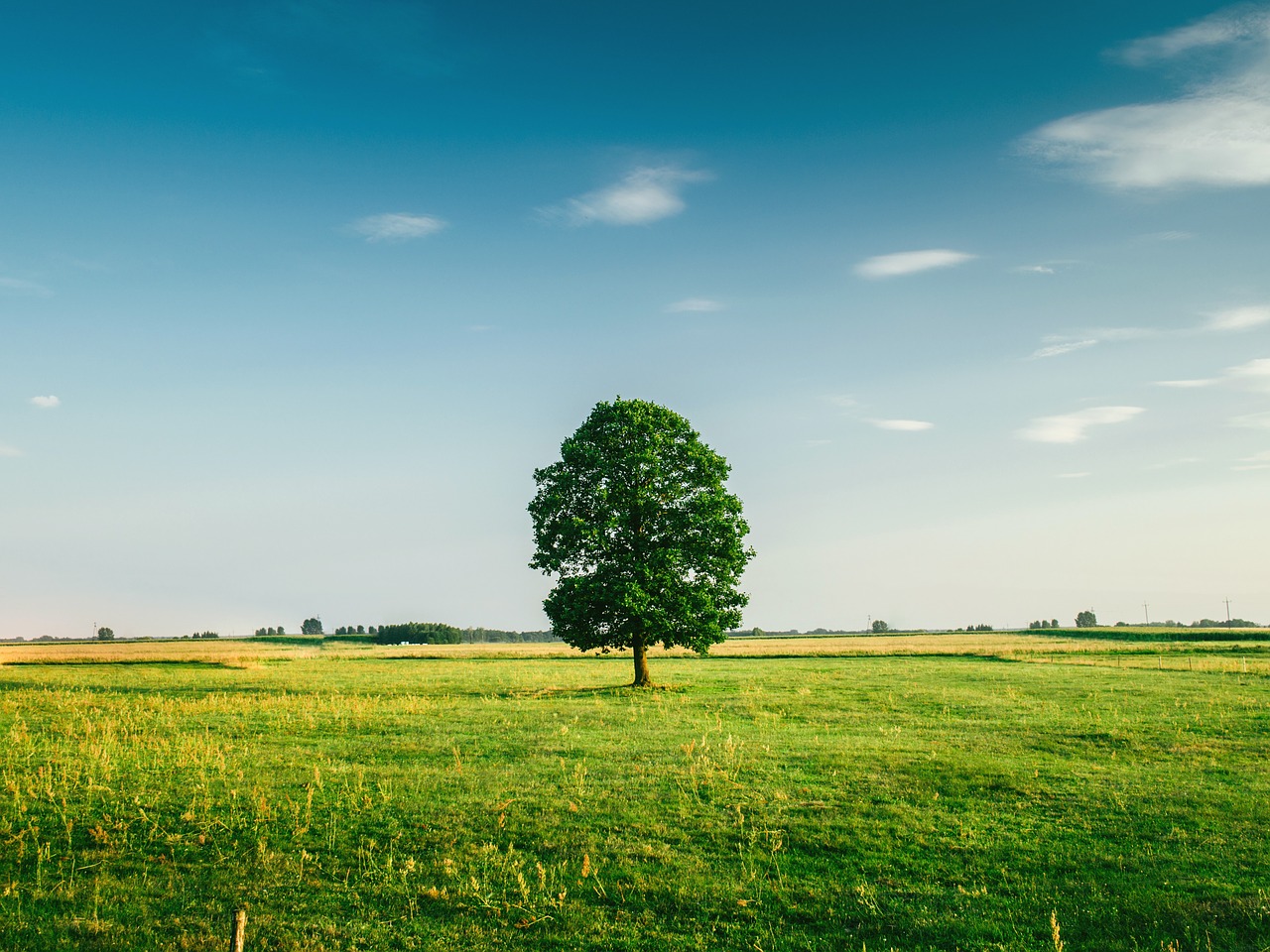 Image - tree farm field nature isolated
