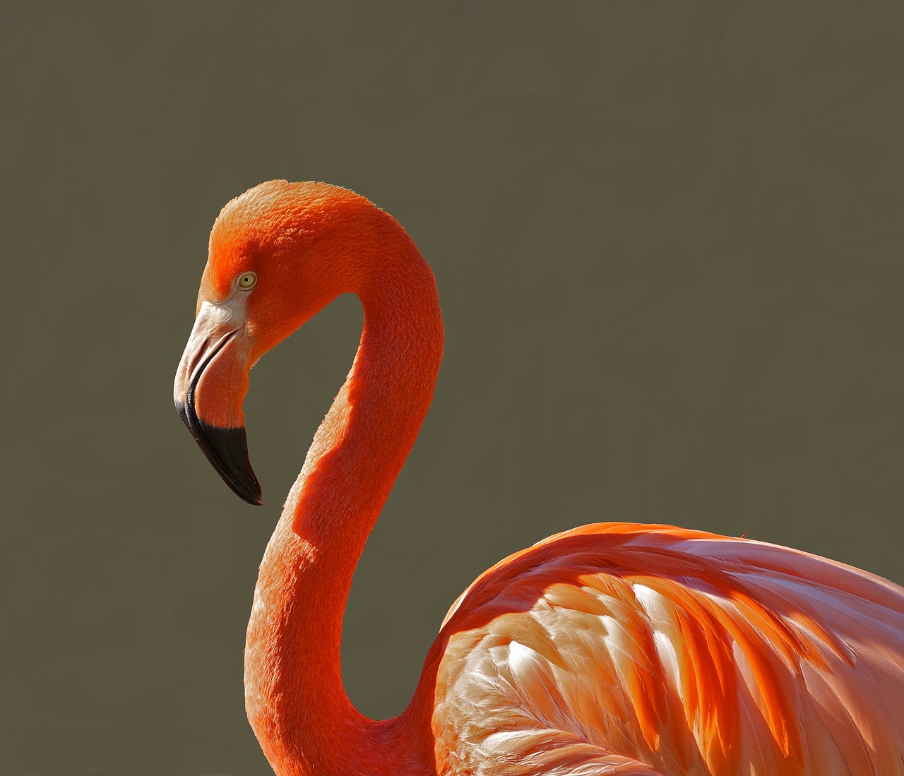 Image - flamingo bird pink tropical color