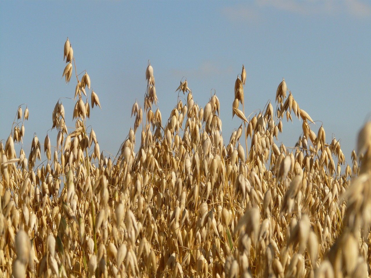 Image - field oats oat field arable