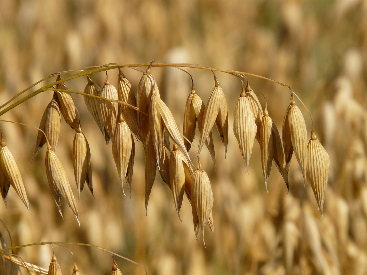 Image - oats oat field arable cereals