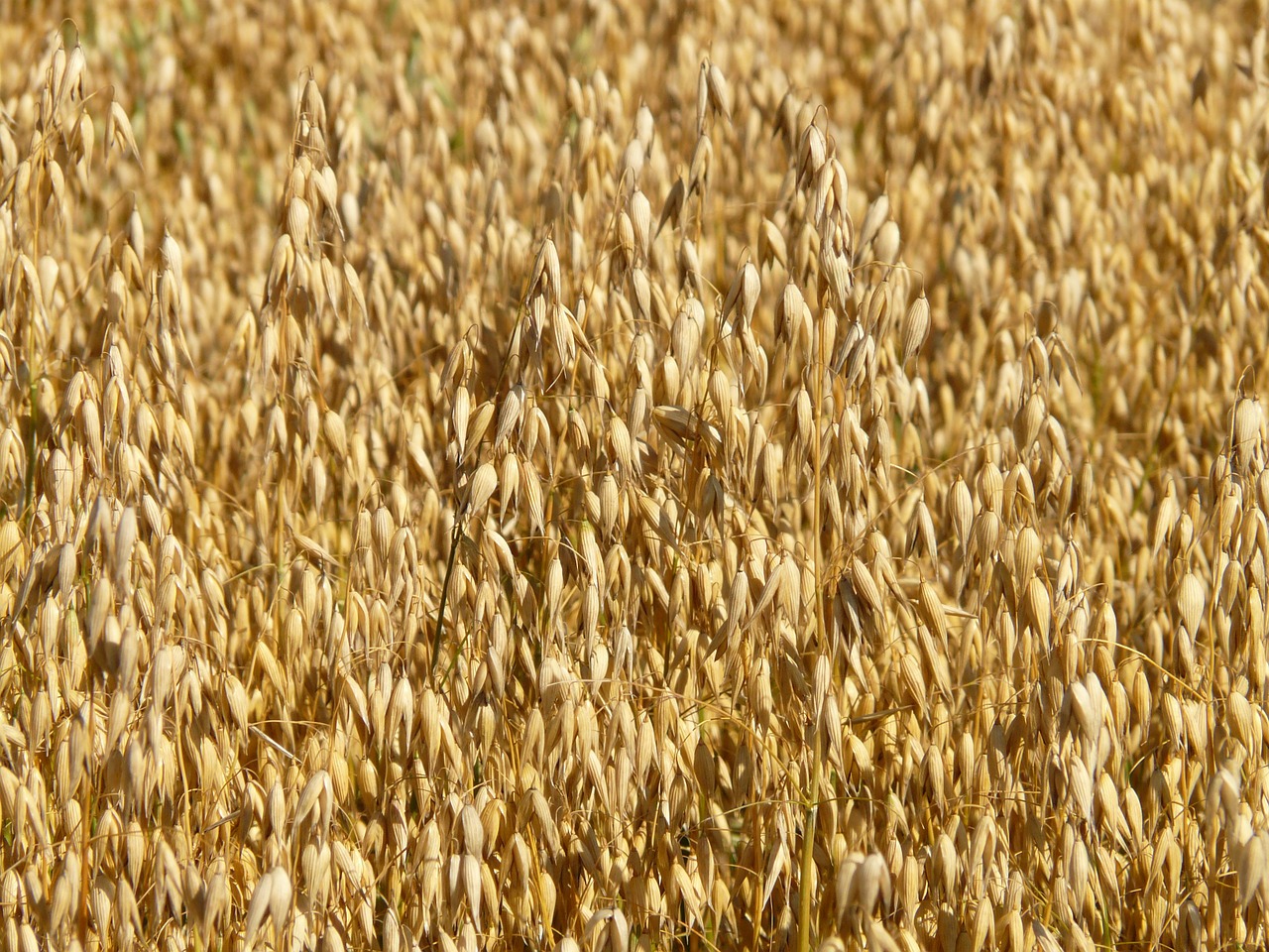 Image - field oats oat field arable