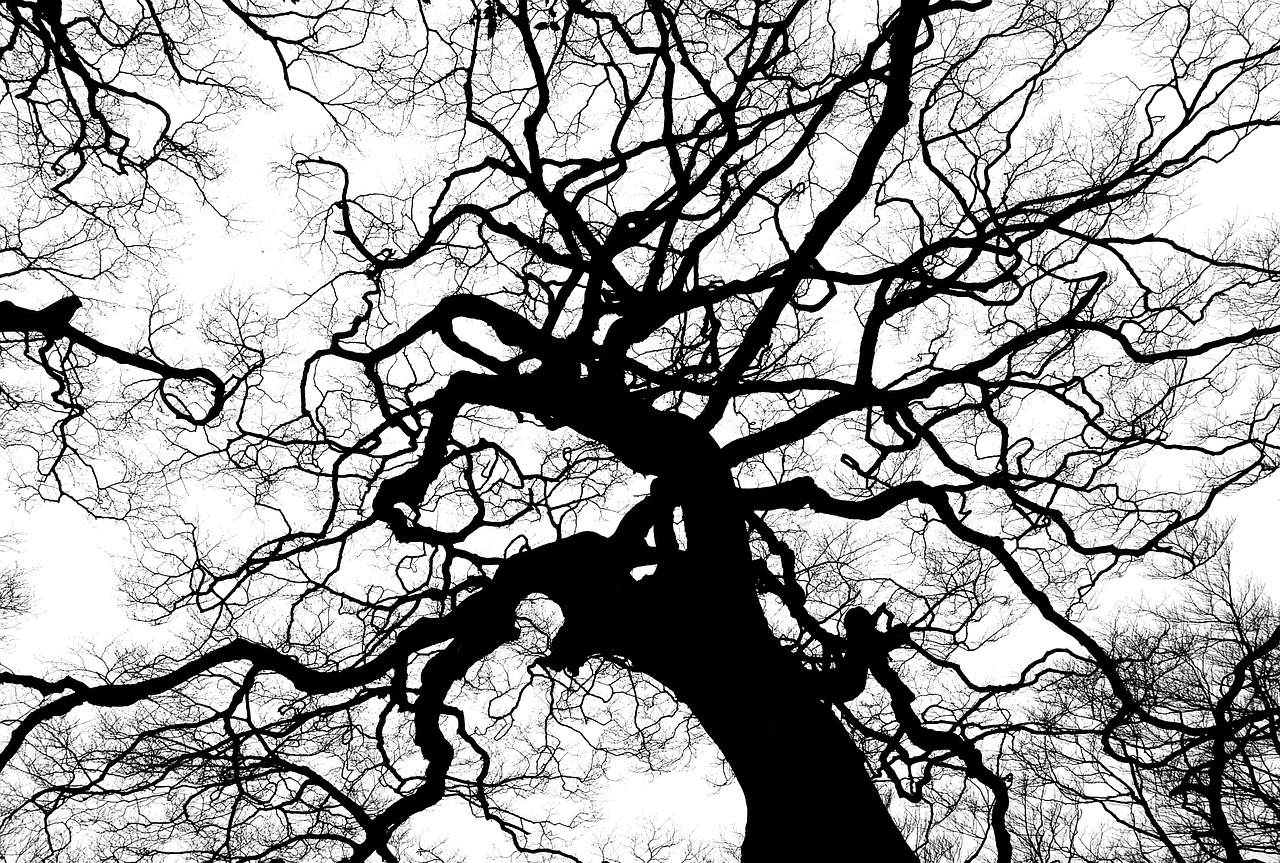 Image - tree silhouette branches tall high