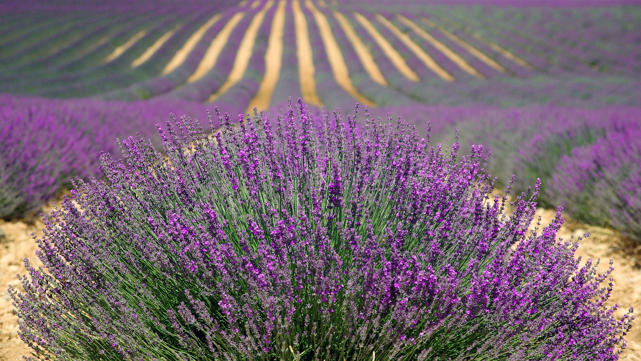 Image - lavender lavender field