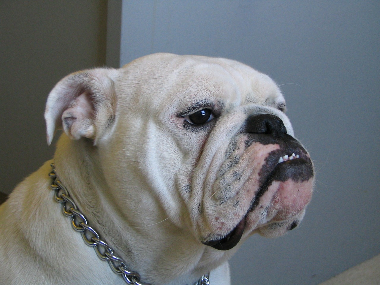 Image - bulldog dog canine english female