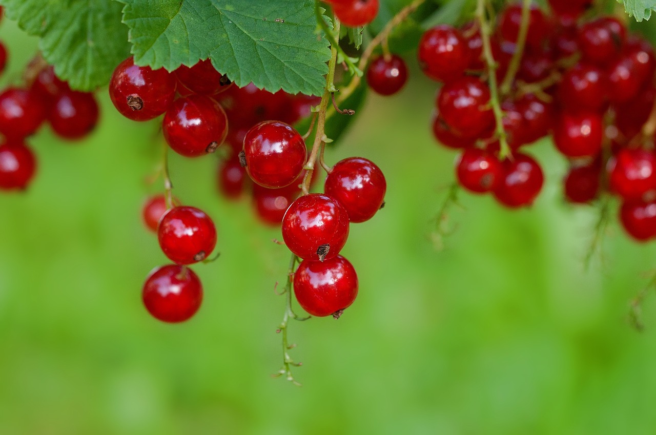 Image - currant red red currant fruit