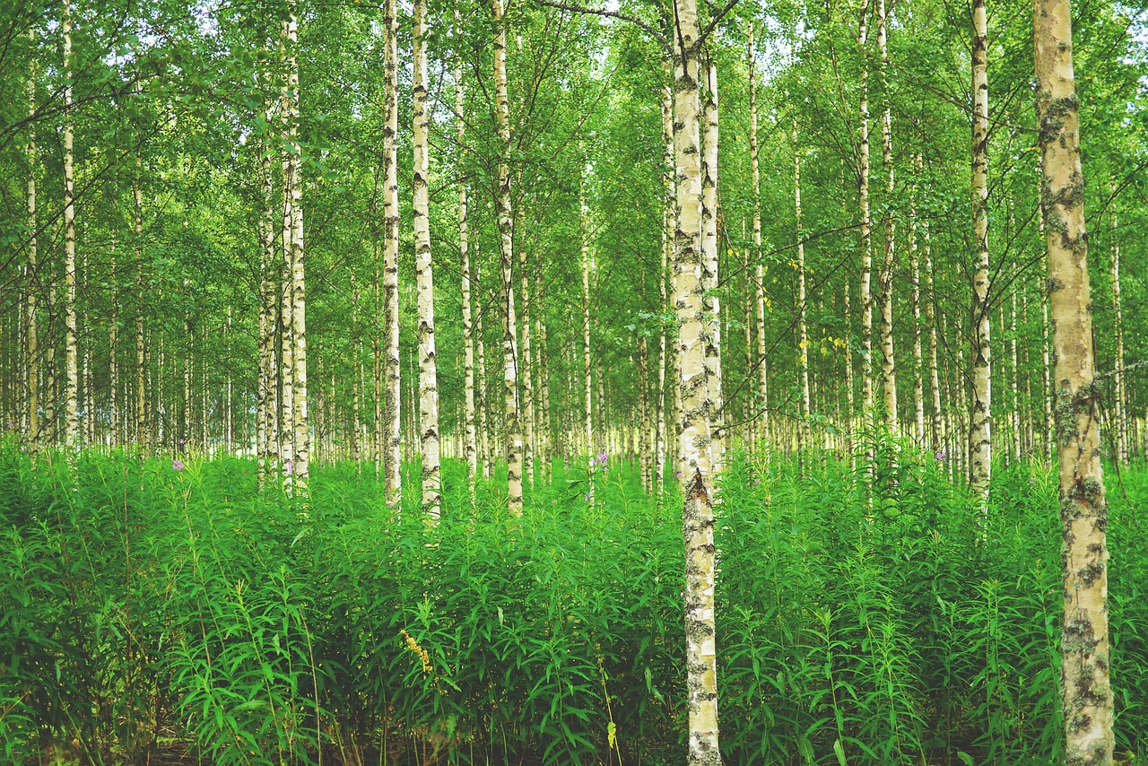 Image - forest birch birch forest trees