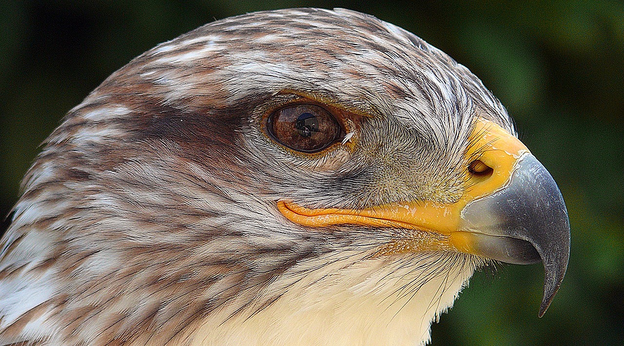 Image - is bird feather molt adler eye