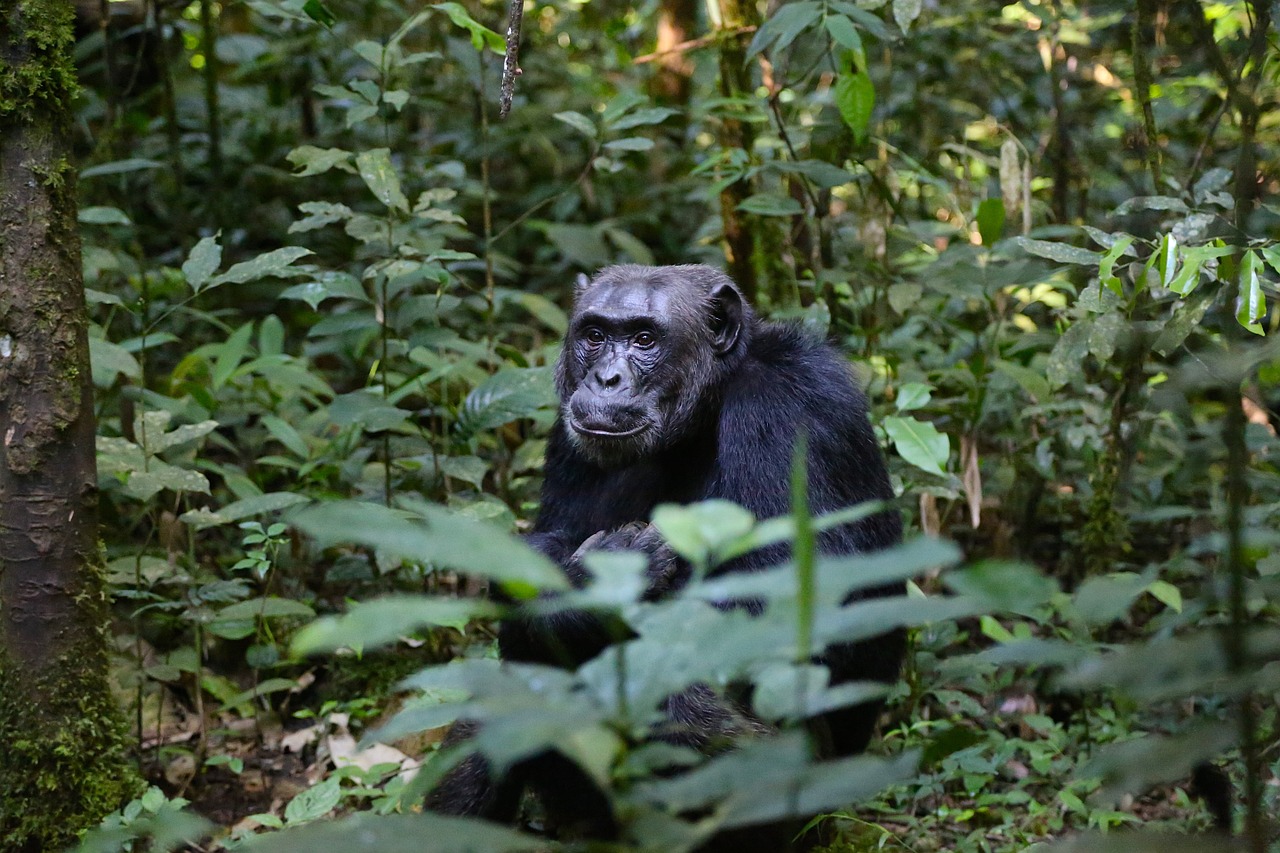 Image - chimpanzee uganda monkey