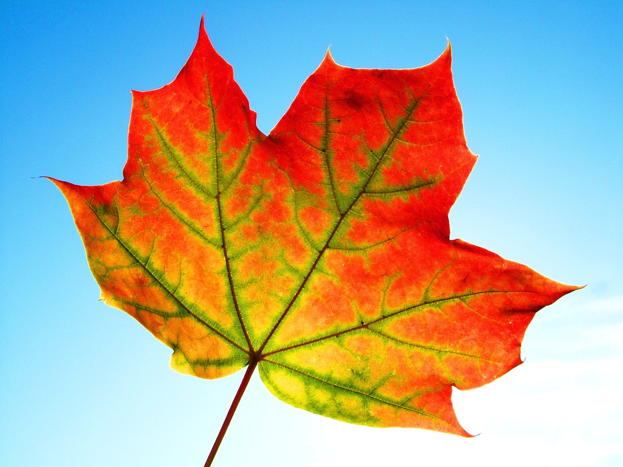 Image - leaf fall frame texture
