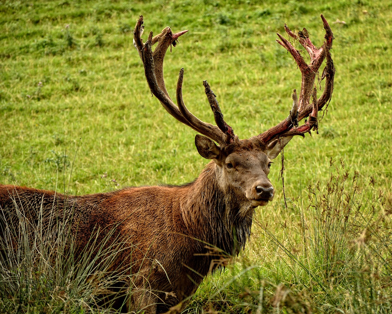 Image - hirsch red deer cervus elaphus