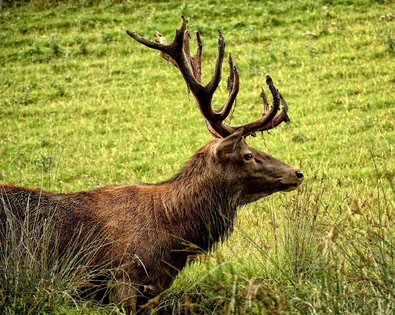 Image - hirsch red deer cervus elaphus