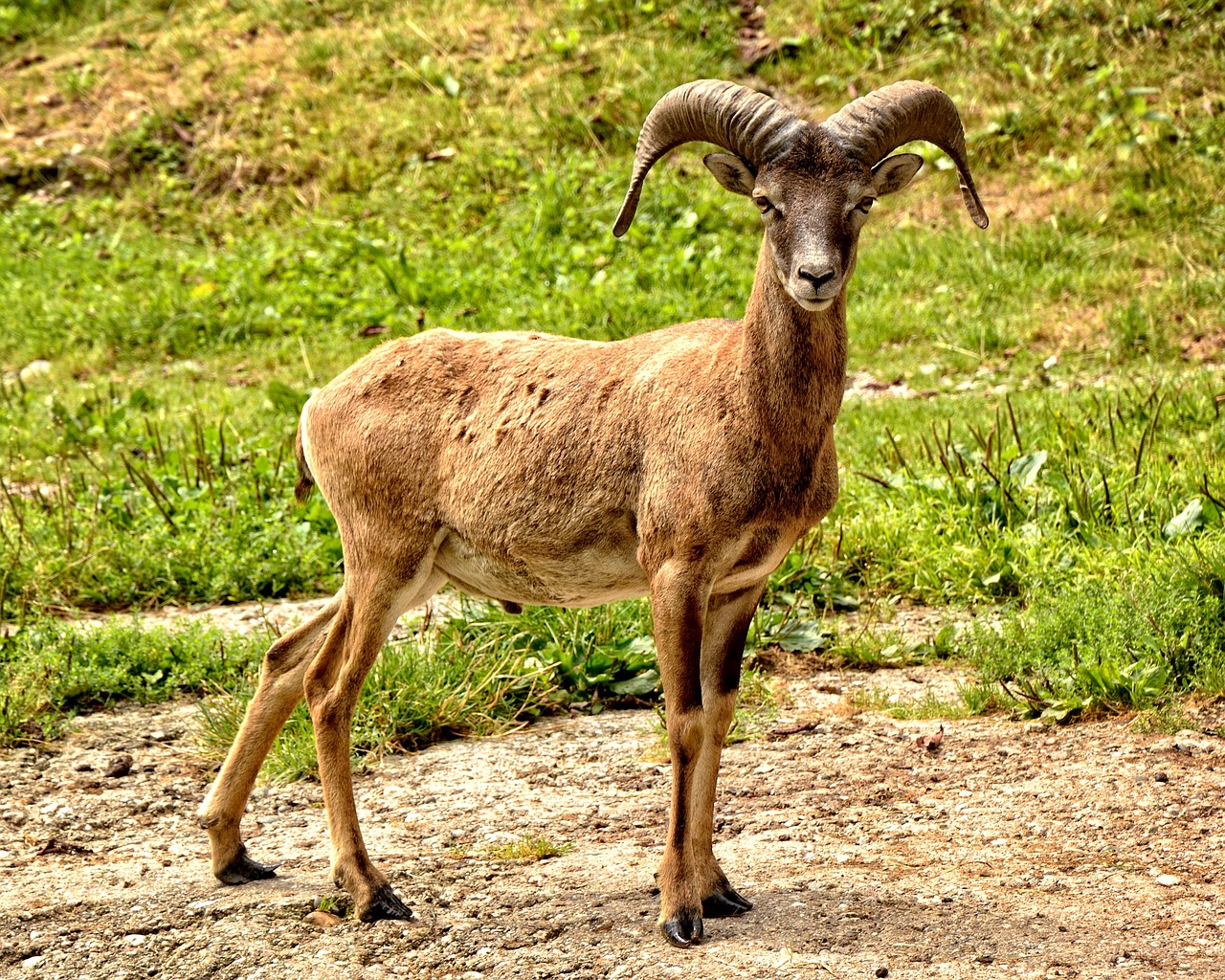 Image - mouflon european mouflon