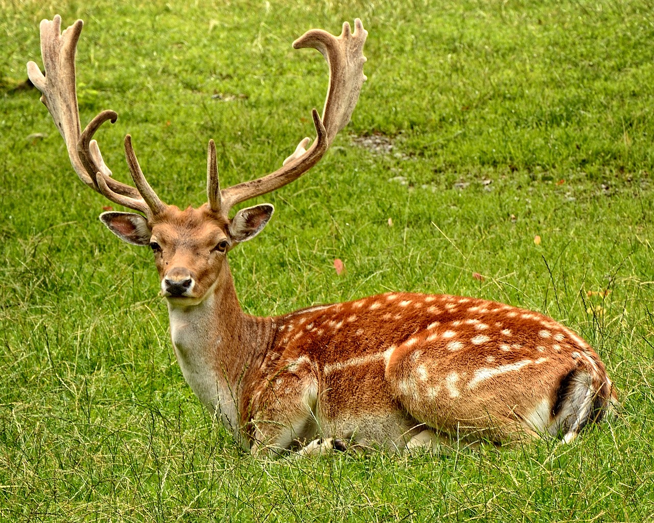 Image - antler antler carrier fallow deer