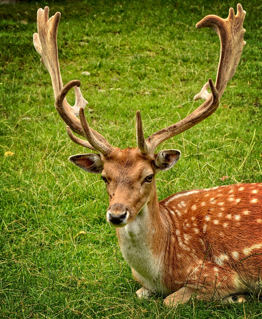 Image - antler antler carrier fallow deer