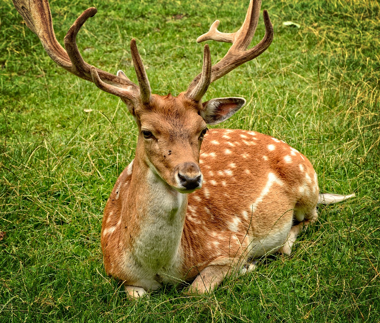 Image - antler antler carrier fallow deer