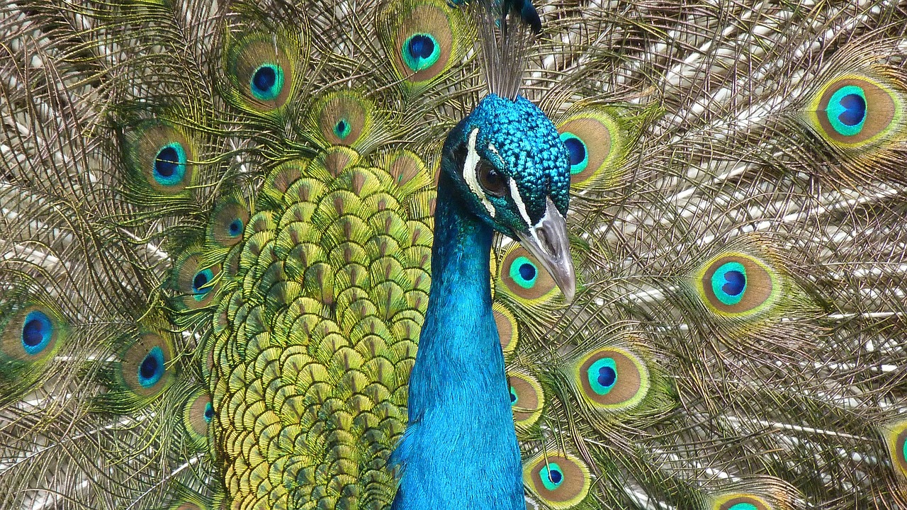 Image - peacock bird feather close color