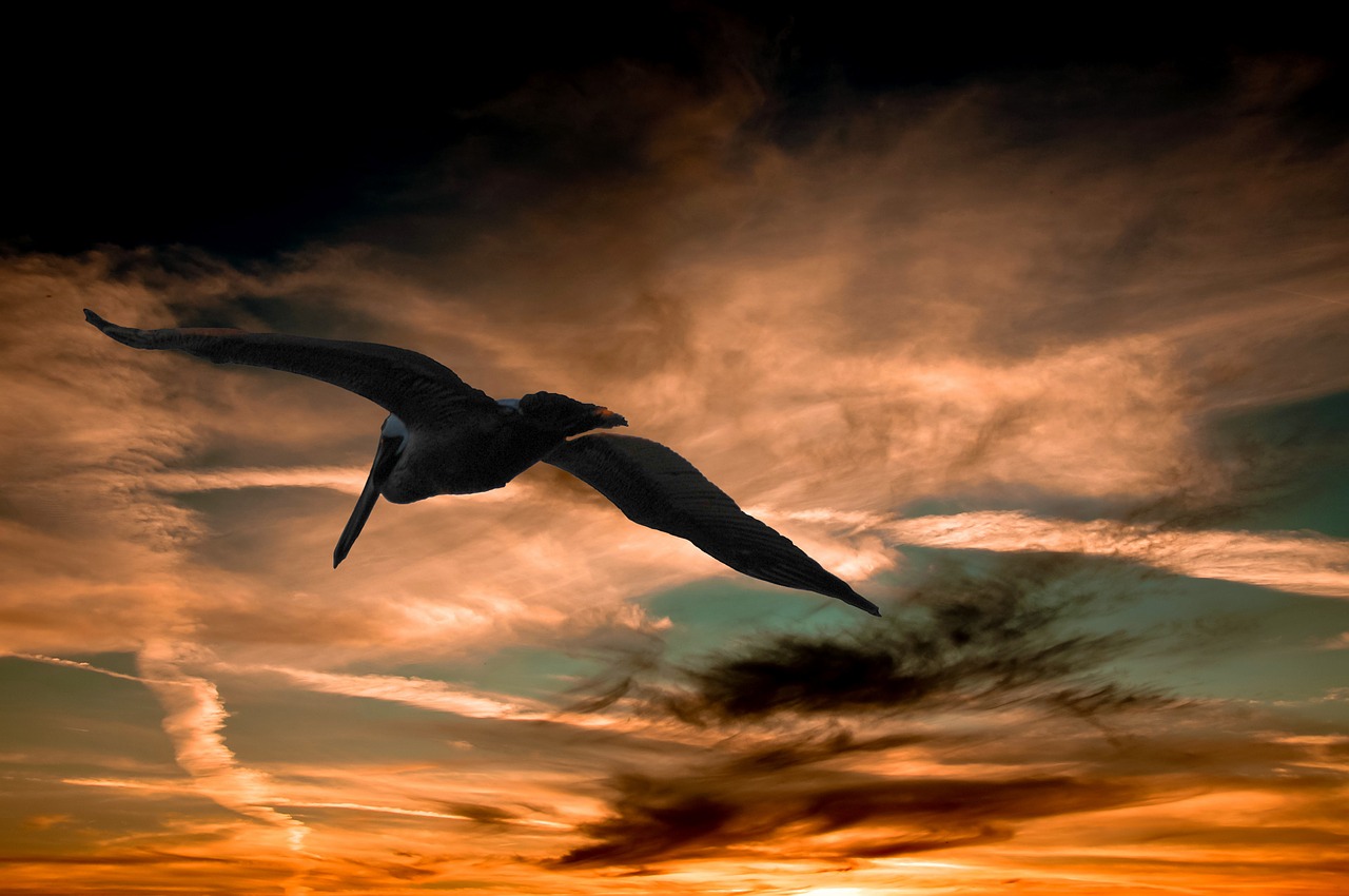 Image - pelican sunset clouds florida