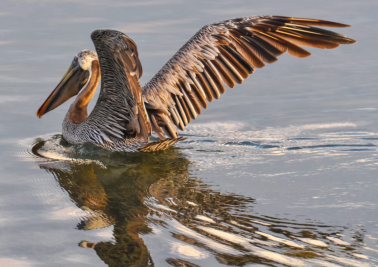 Image - pelican brown bird wildlife nature