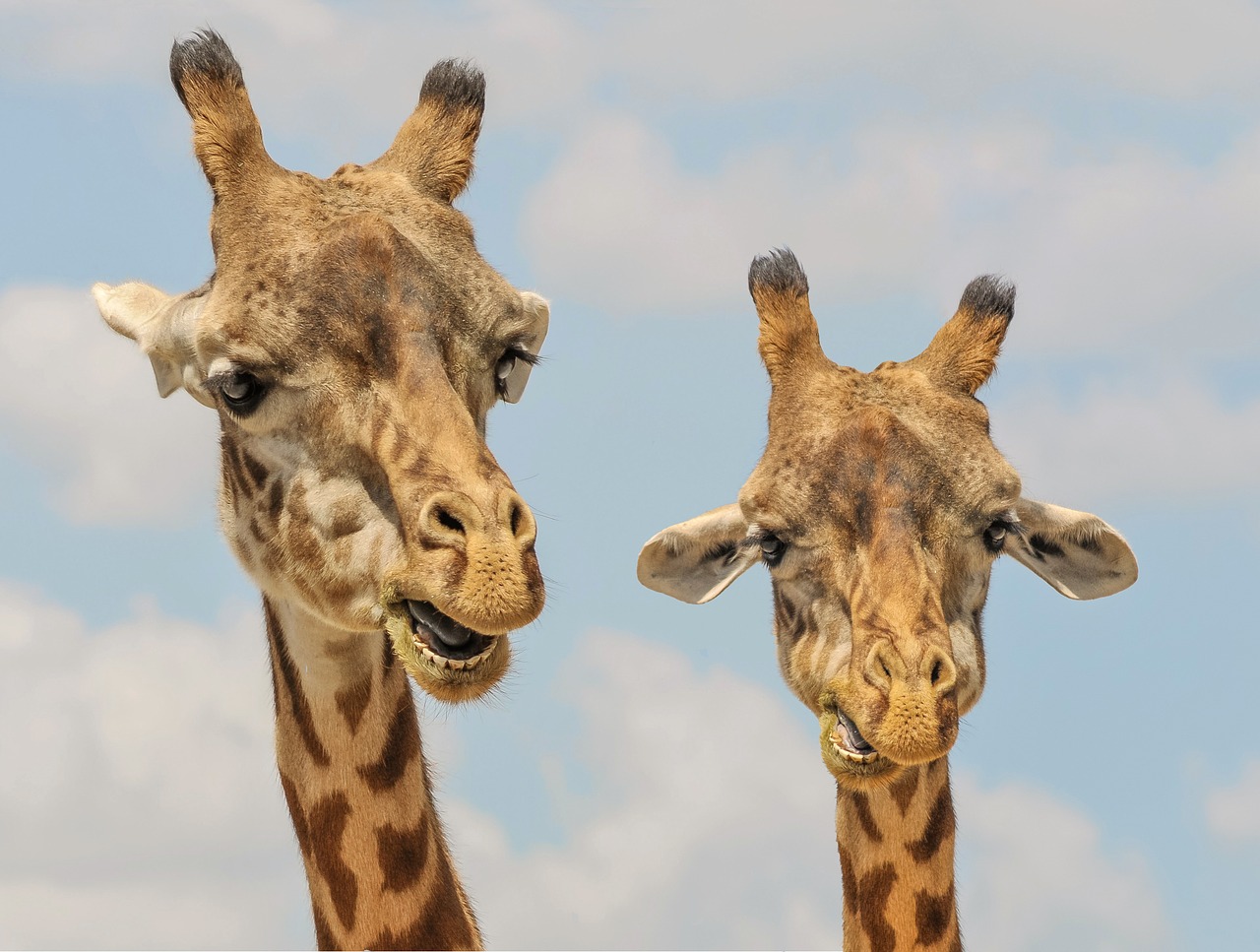 Image - giraffe animals zoo funny fauna