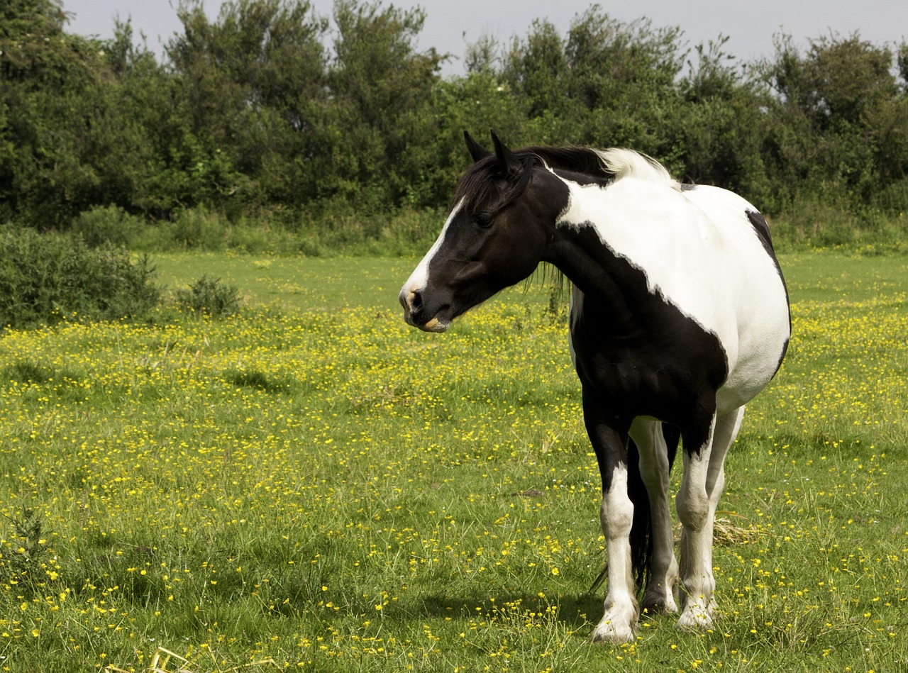 Image - horse pony black white pinto