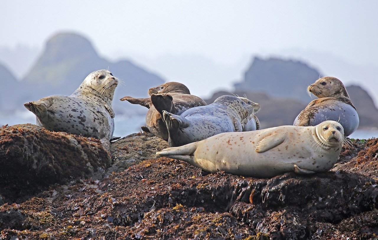 Image - seals resting rock ocean wildlife