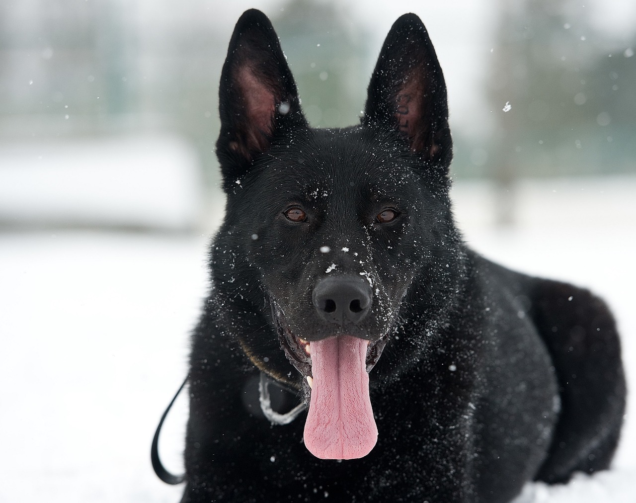 Image - dog german shepherd snow flakes