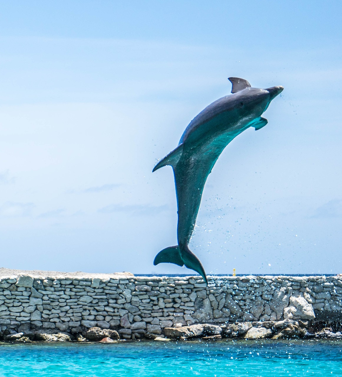 Image - dolphin aquarium jumping fish