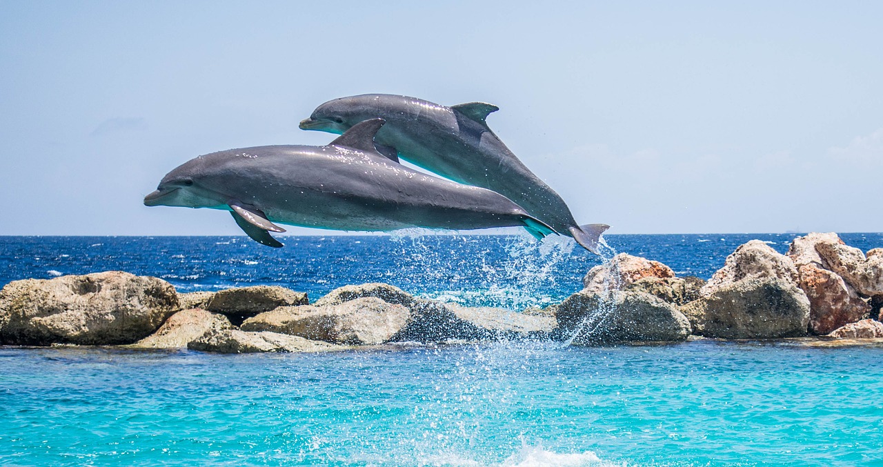 Image - dolphins aquarium jumping fish