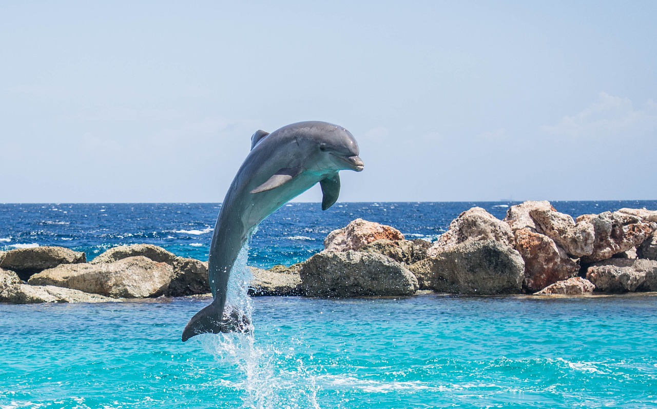 Image - dolphin aquarium jumping fish