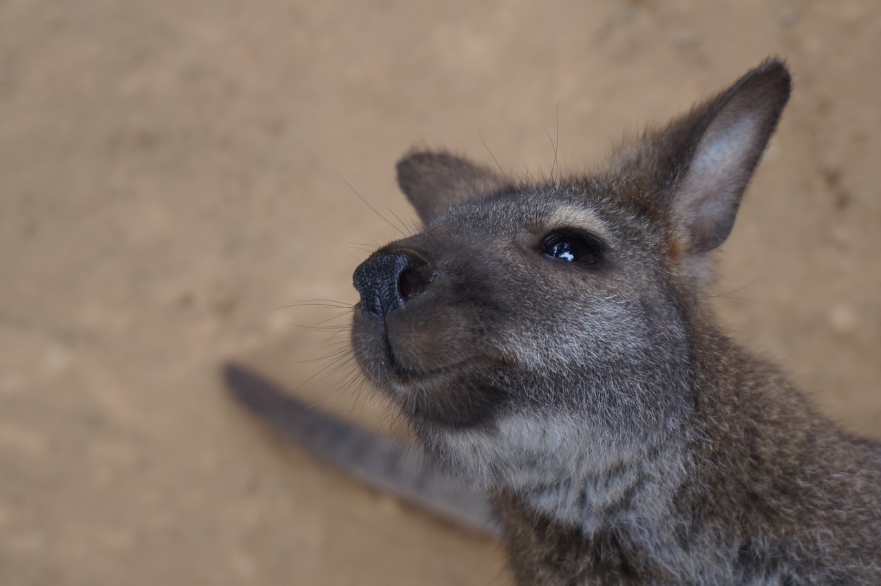Image - wallaby animal wildlife australia