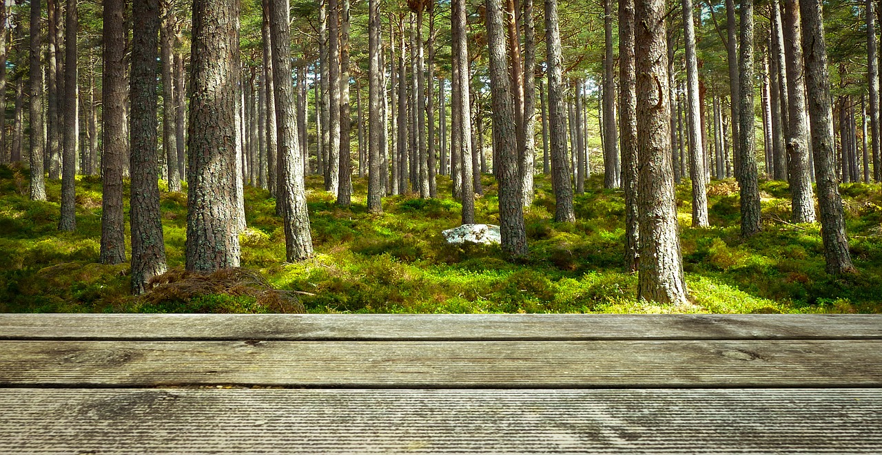 Image - background wood forest presentation