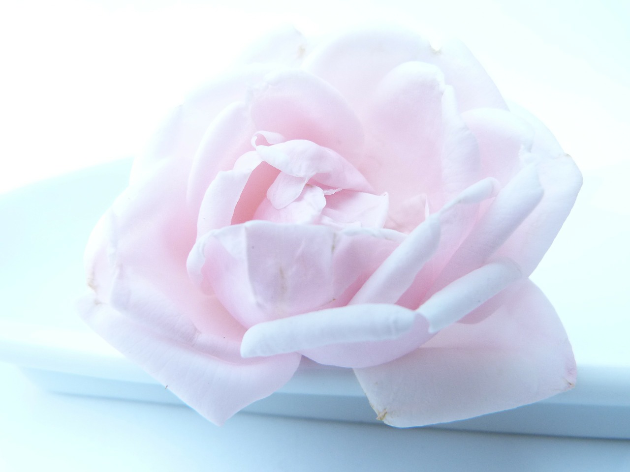 Image - rose flower frozen rose blooms