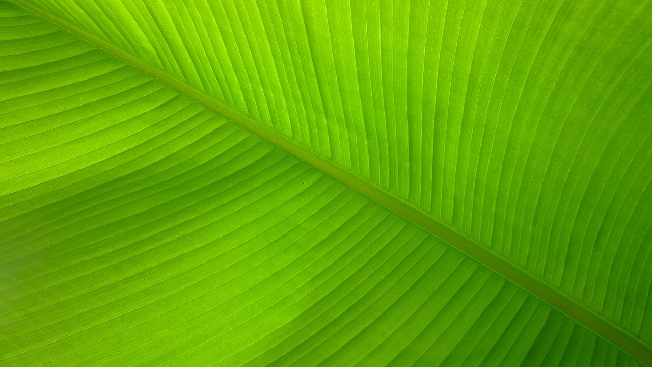 Image - banana leaf lines fibers pattern