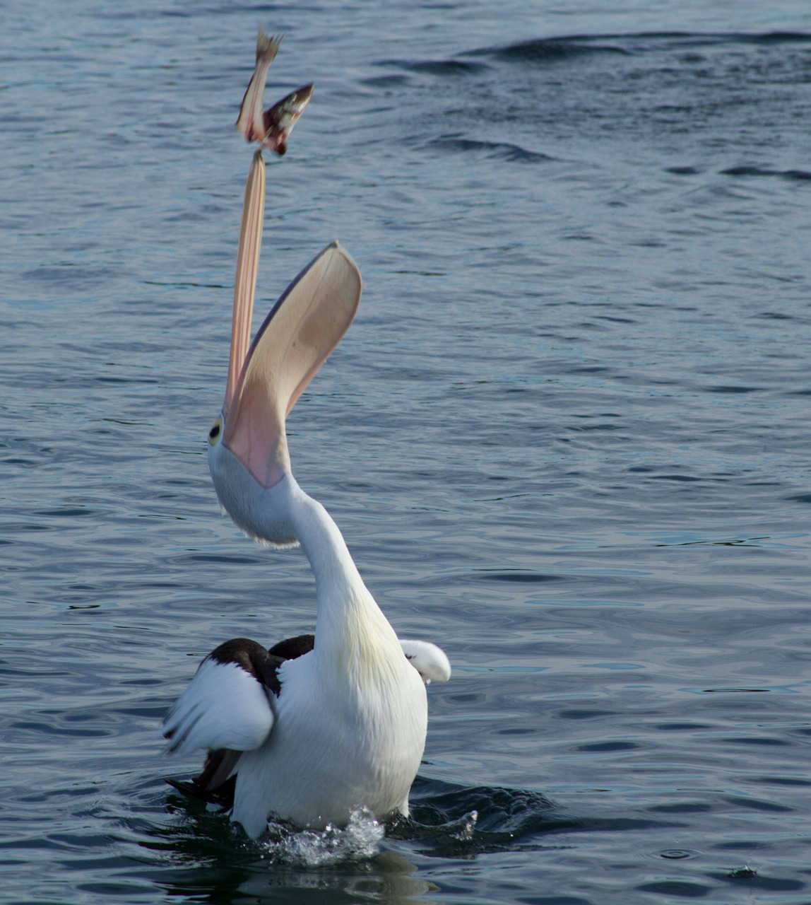 Image - pelican catching fish animal water