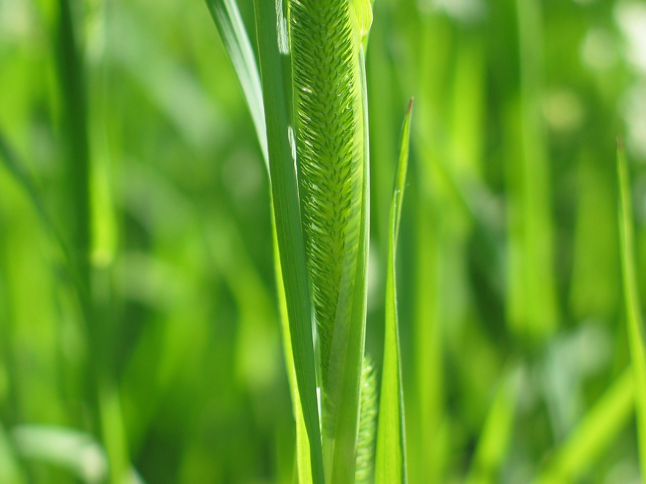 Image - weed grass hay plant flora nature