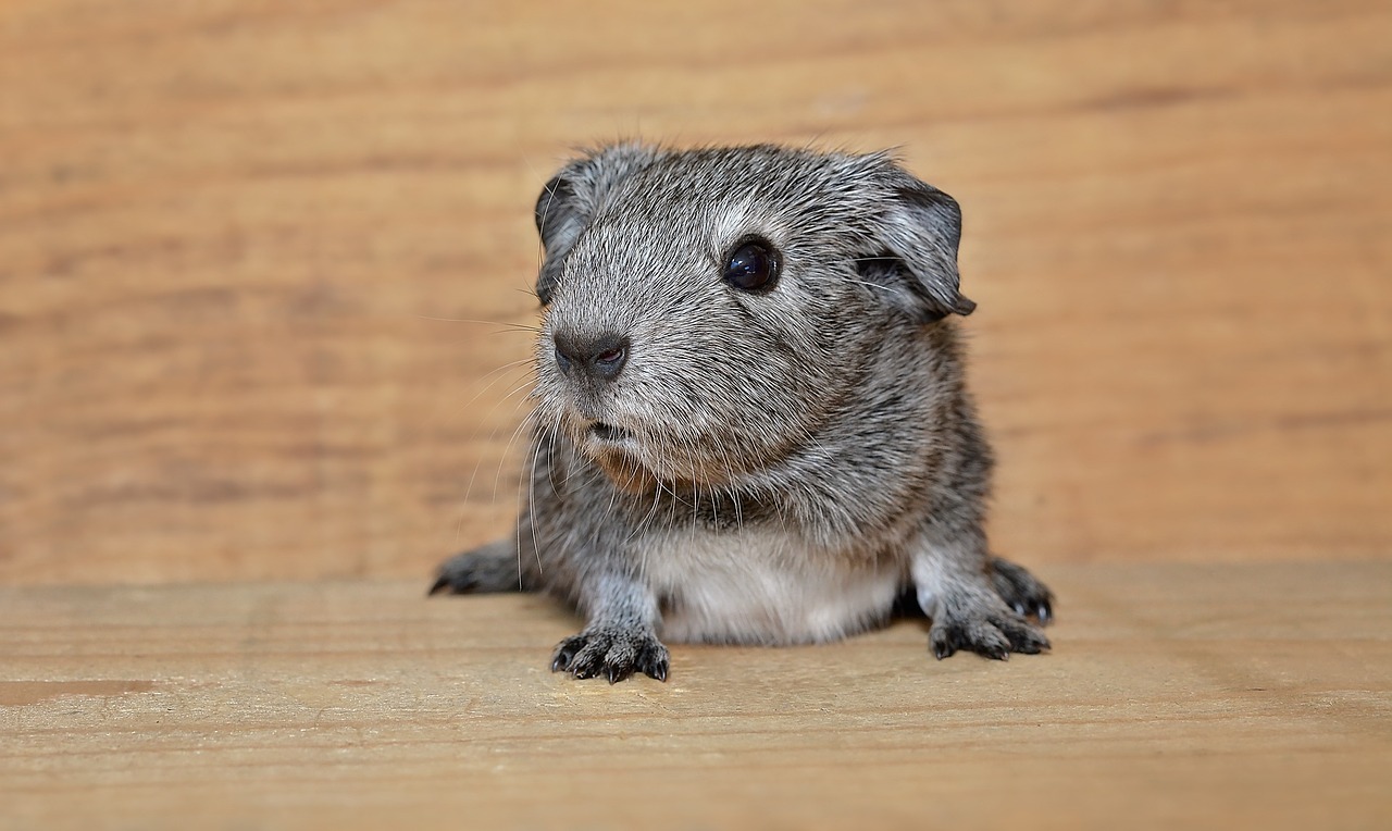 Image - guinea pig smooth hair young animal