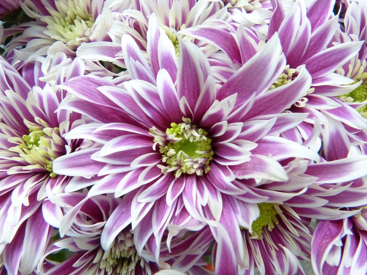 Image - flower blossom bloom macro rain