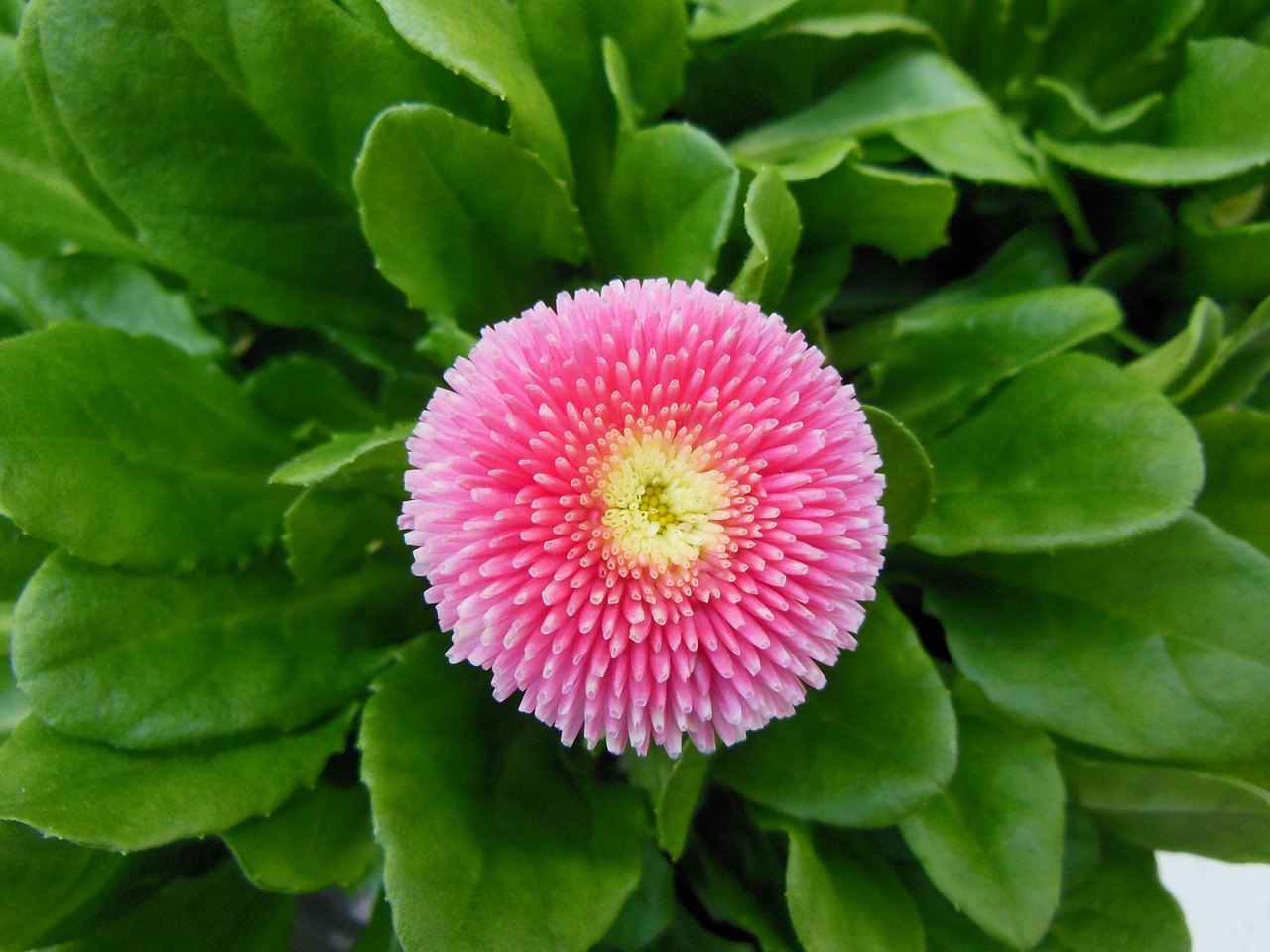 Image - plants flowers spring daisies red